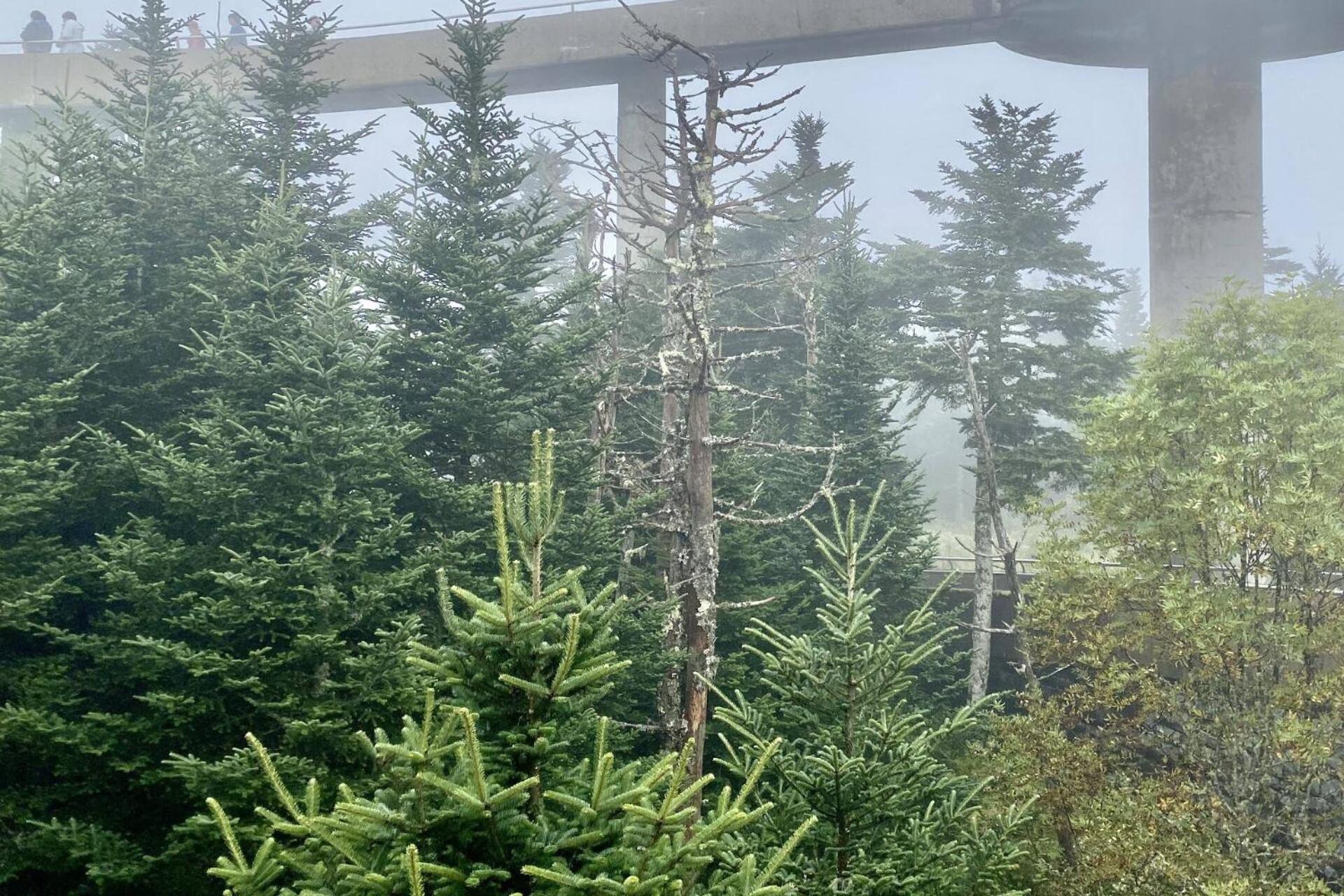 Hidden Hollow Pigeon Forge Exterior foto